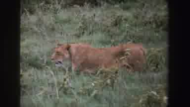 SOUTH AFRICA-1969: Wild Lion Walking Through Grass In Natural Habitat