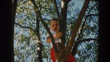 NORTH HOLLYWOOD CALIFORNIA-1962: Boy Of About Years Old Climbing A Tree With A