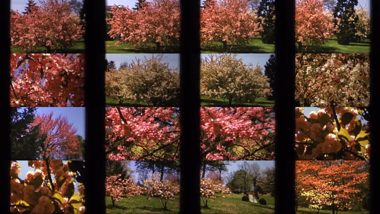 1943 Skyline Drive Virginia archival home movie collage showing representative scenes from this vintage stock footage collection